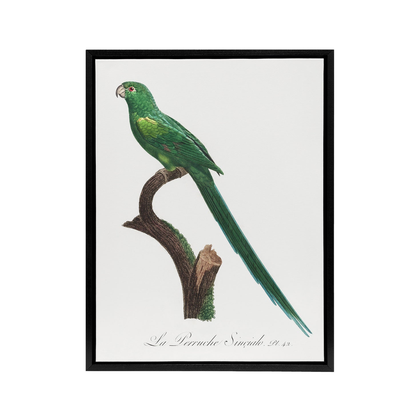 The Long Tailed Parakeet Francois Levaillant Framed Canvas Wall Art Print