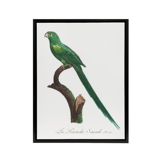 The Long Tailed Parakeet Francois Levaillant Framed Canvas Wall Art Print