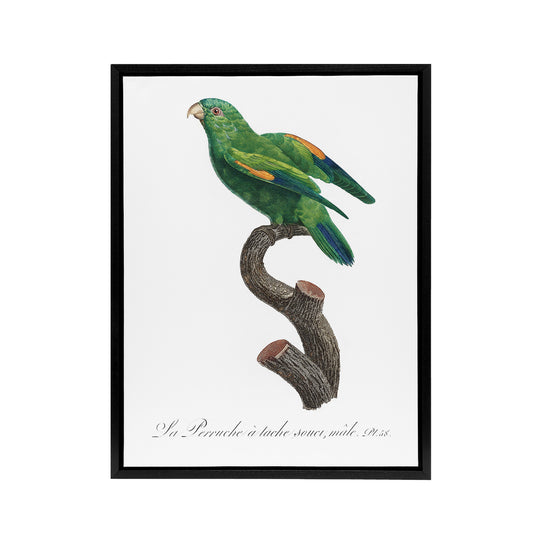 The Marigold Lorikeet Parrot Levaillant Framed Canvas Wall Art Print