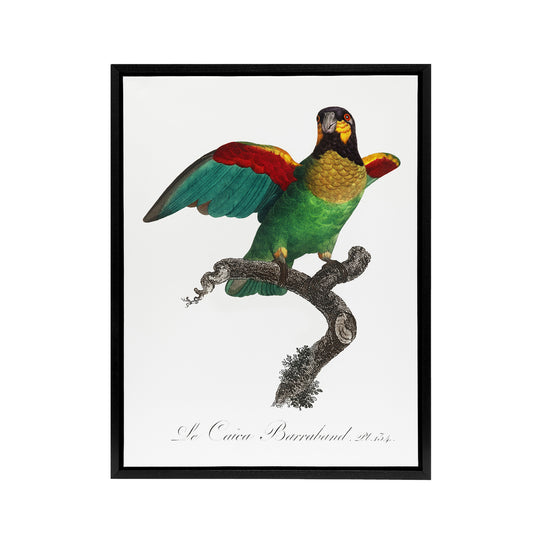 The Orange Cheeked Parrot Levaillant Framed Canvas Wall Art Print