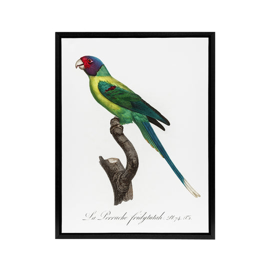 The Plum Headed Parakeet Francois Levaillant Framed Canvas Wall Art Print