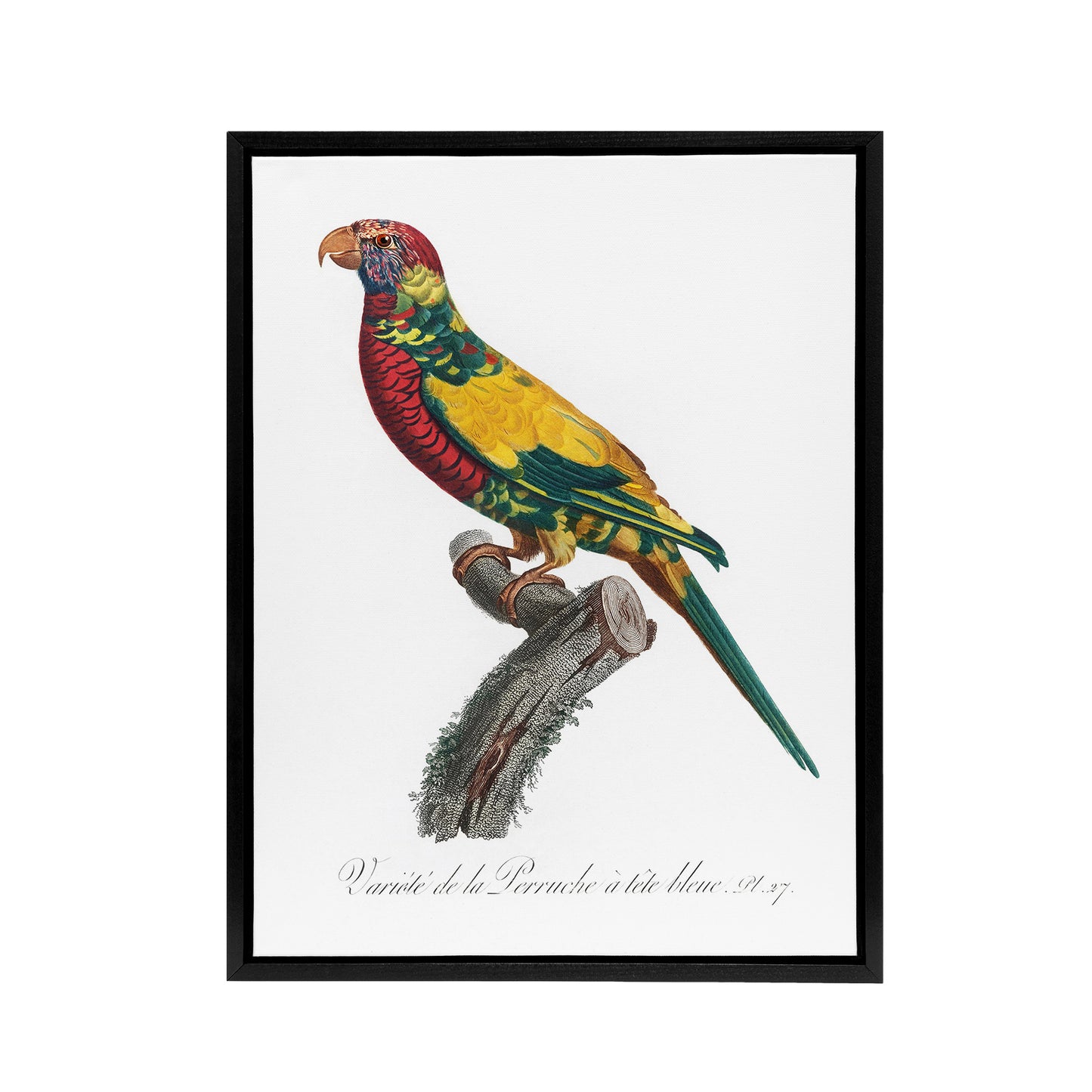 The Rainbow Lorikeet Parrot Levaillant Framed Canvas Wall Art Print