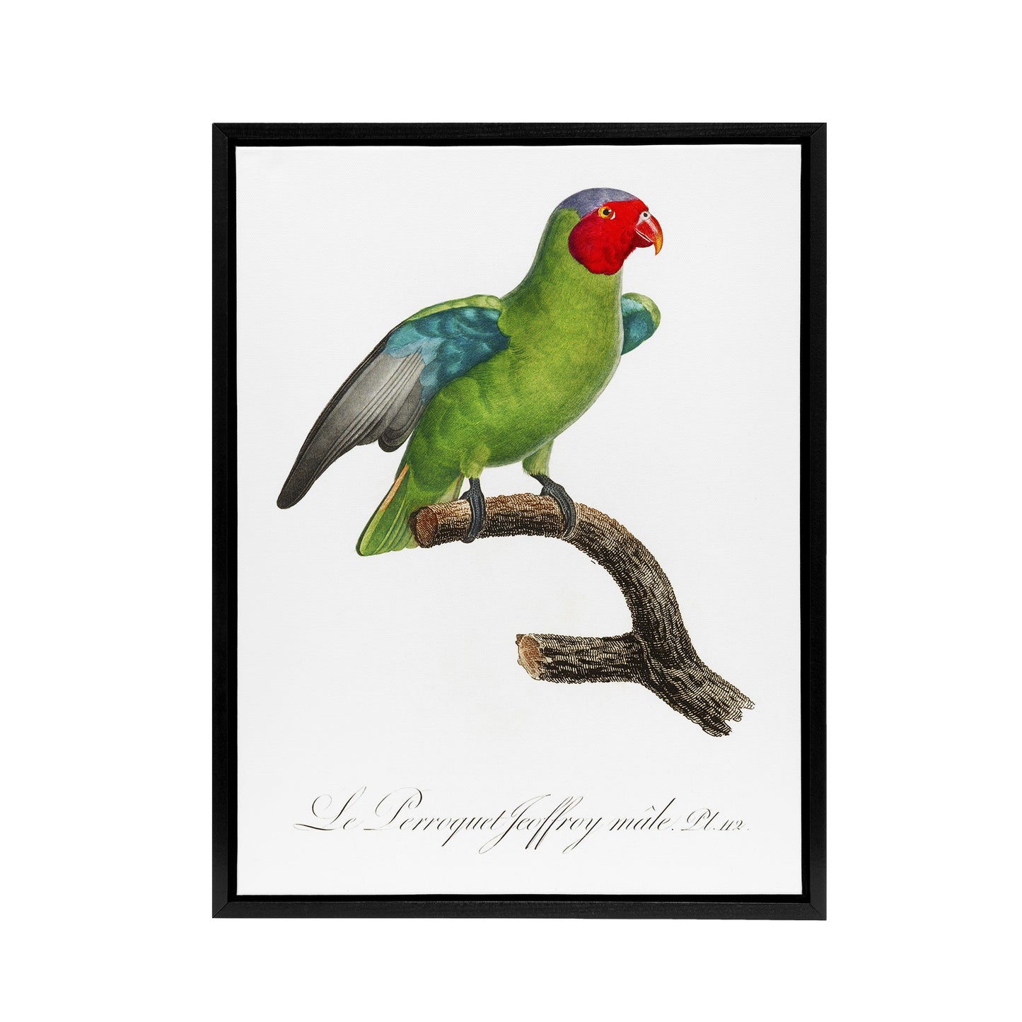 The Red Cheeked Parrot Francois Levaillant Framed Canvas Wall Art Print