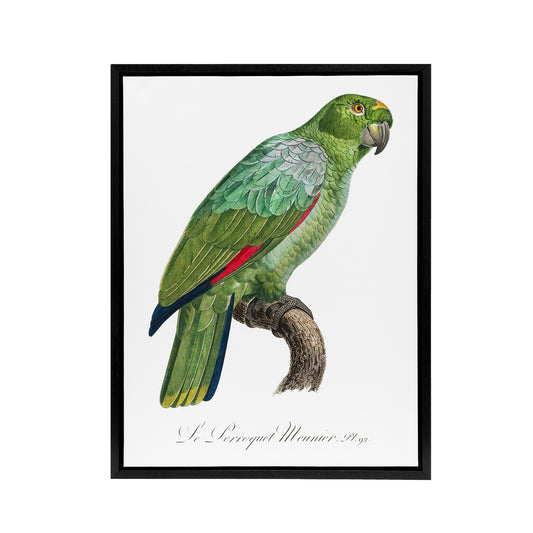 The Southern Mealy Amazon Parrot Levaillant Framed Canvas Wall Art Print