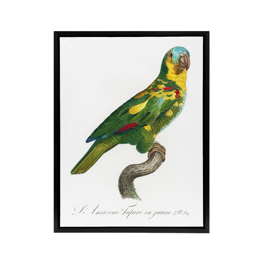 The Turquoise Fronted Amazon Parrot Levaillant Framed Canvas Wall Art Print
