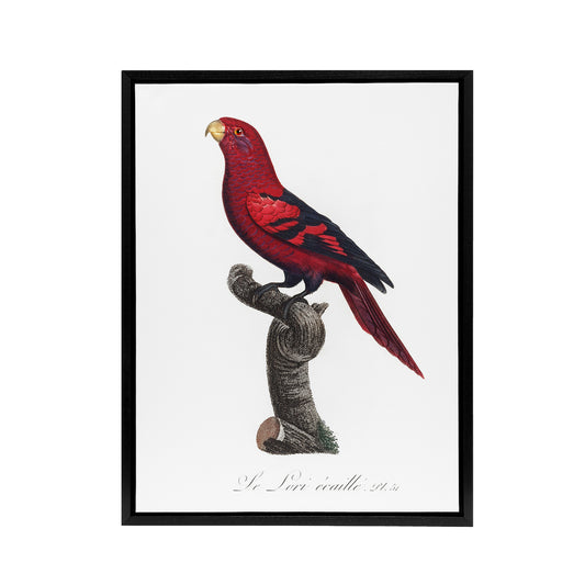 The Violet Necked Lory Parrot Levaillant Framed Canvas Wall Art Print
