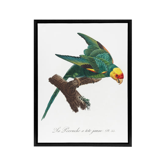 The Yellow Crowned Parakeet Levaillant Framed Canvas Wall Art Print