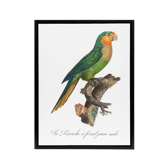 The Yellow Headed Amazon Parrot Levaillant Framed Canvas Wall Art Print