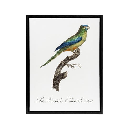 Turquoise Ground Parakeet Levaillant Framed Canvas Wall Art Print