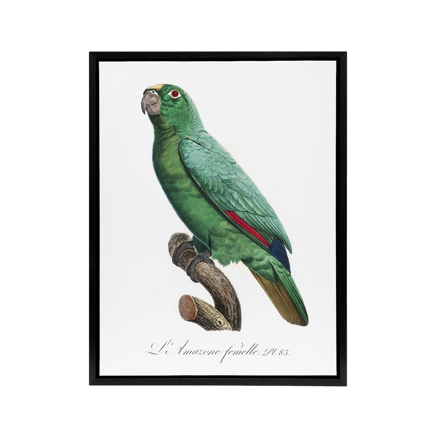Yellow Crowned Amazon Parrot Levaillant Framed Canvas Wall Art Print