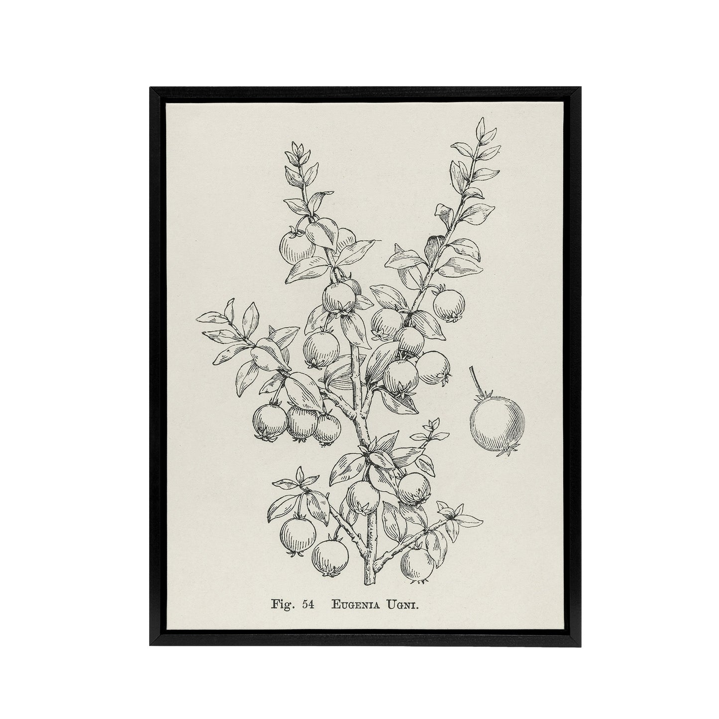 Fruit Growers Guide Chilean Guava Wright Framed Canvas Wall Art Print