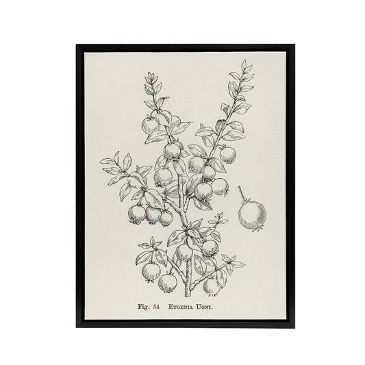 Fruit Growers Guide Chilean Guava Wright Framed Canvas Wall Art Print