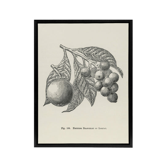 Fruit Growers Guide Vintage Loquat Artwork Wright Framed Canvas Wall Art Print
