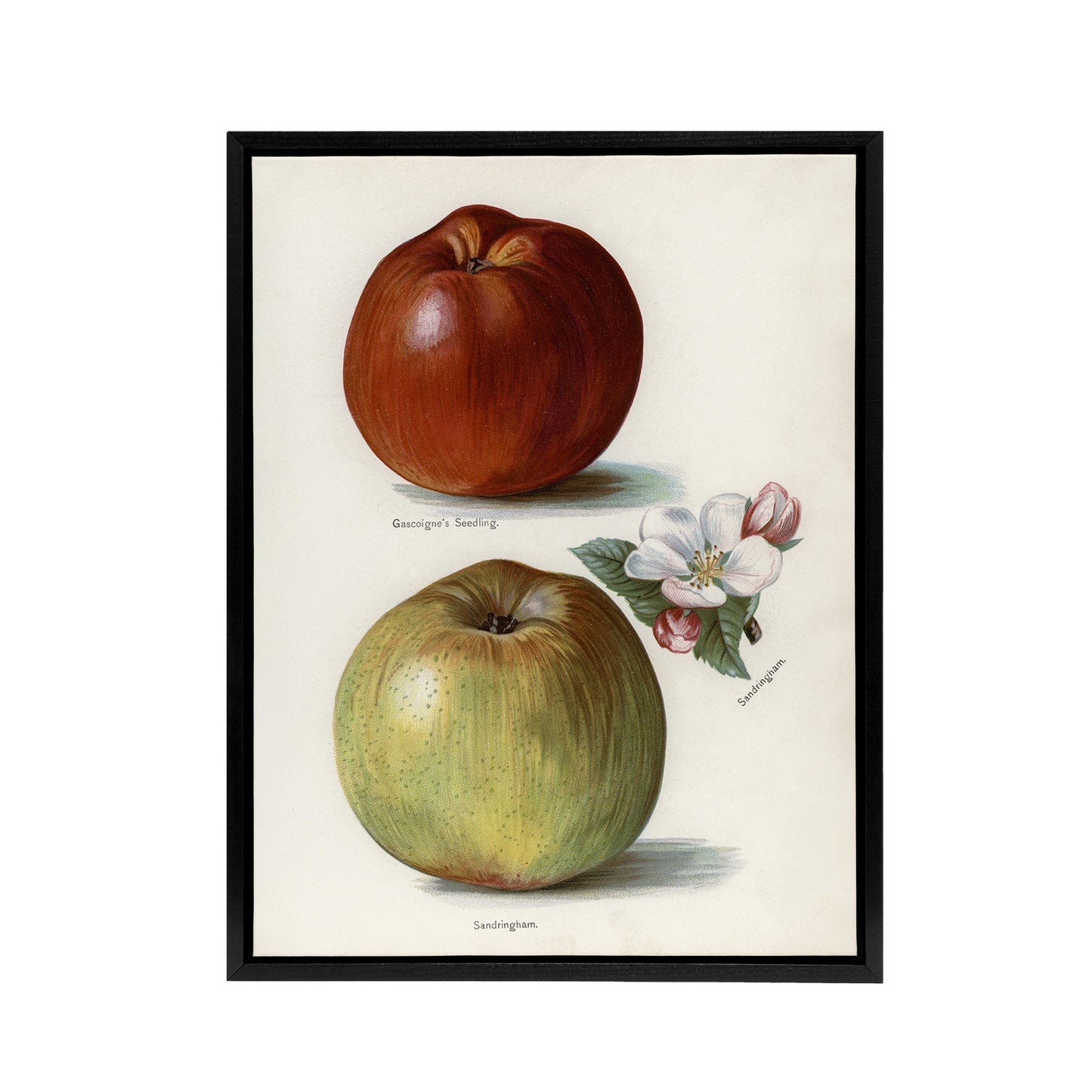 Gascoignes Seedling Sandringham Apples Wright Framed Canvas Wall Art Print