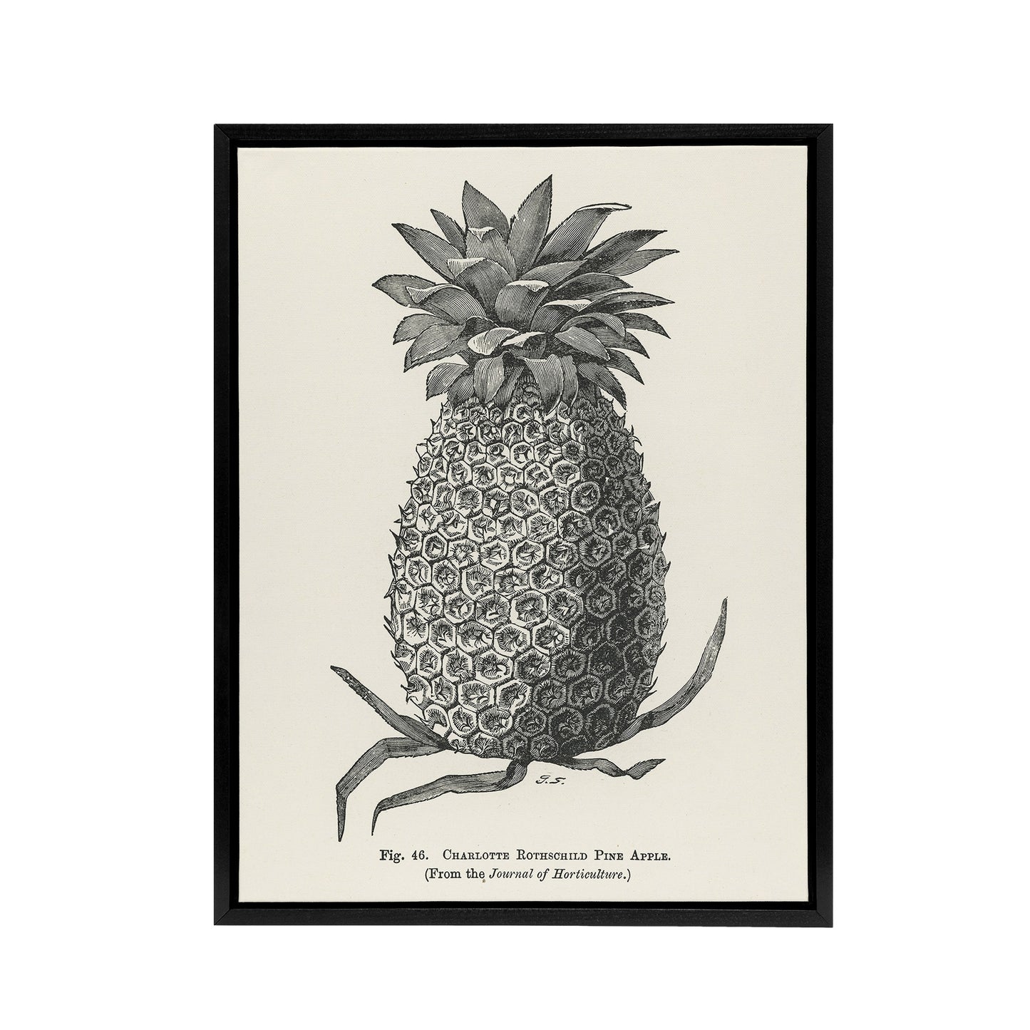 Vintage Black White Pineapple Illustration Wright Framed Canvas Wall Art Print