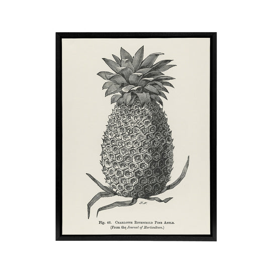 Vintage Black White Pineapple Illustration Wright Framed Canvas Wall Art Print