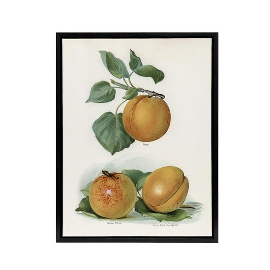 Vintage Fruit Illustration of Apricots Wright Framed Canvas Wall Art Print