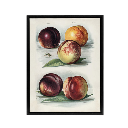 Vintage Fruit Illustration Peach Varieties Wright Framed Canvas Wall Art Print