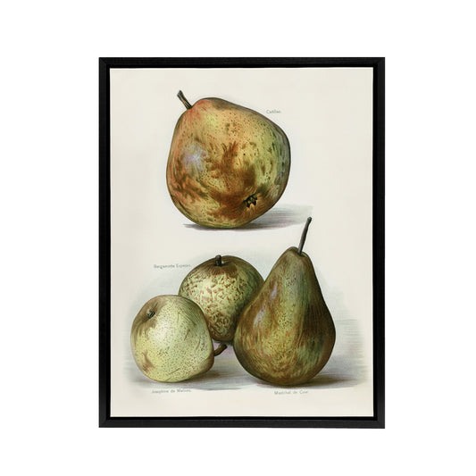 Pear Varieties Vintage Fruit Illustration Wright Framed Canvas Wall Art Print