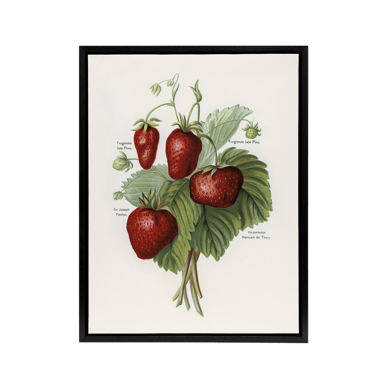 Vintage Fruit Illustration of Strawberries Wright Framed Canvas Wall Art Print