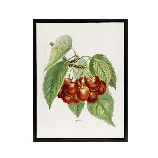 Vintage Illustration of Bigarreau Cherries Wright Framed Canvas Wall Art Print