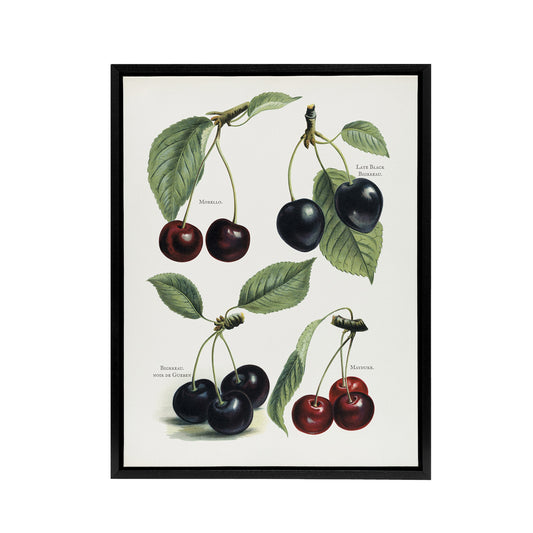 Vintage Illustration of Cherry Varieties Wright Framed Canvas Wall Art Print
