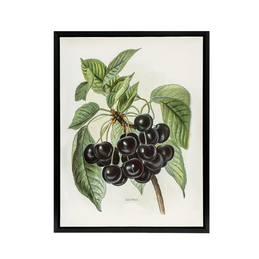 Vintage Artwork of Early Rivers Cherries Wright Framed Canvas Wall Art Print