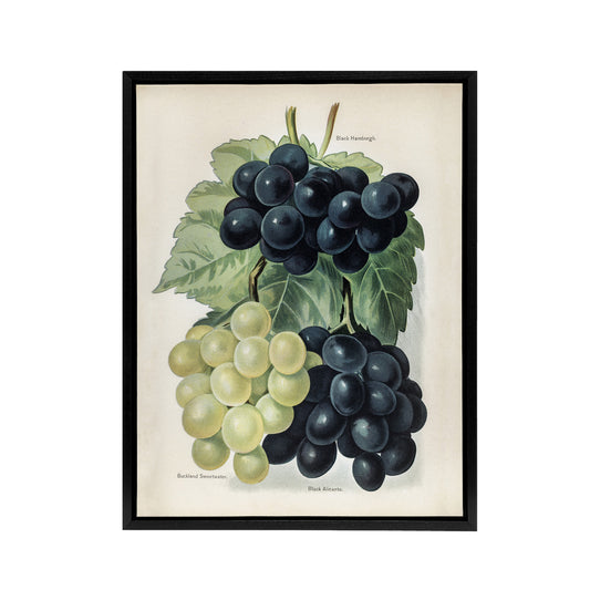 Vintage Illustration of Grape Varieties Wright Framed Canvas Wall Art Print