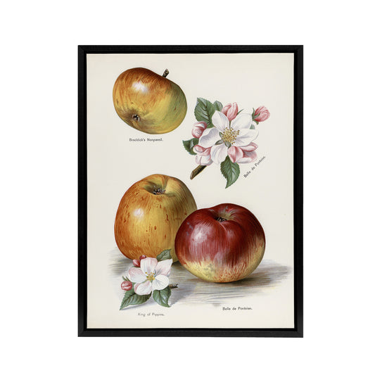 King of Pippins Apple Vintage Illustration Wright Framed Canvas Wall Art Print