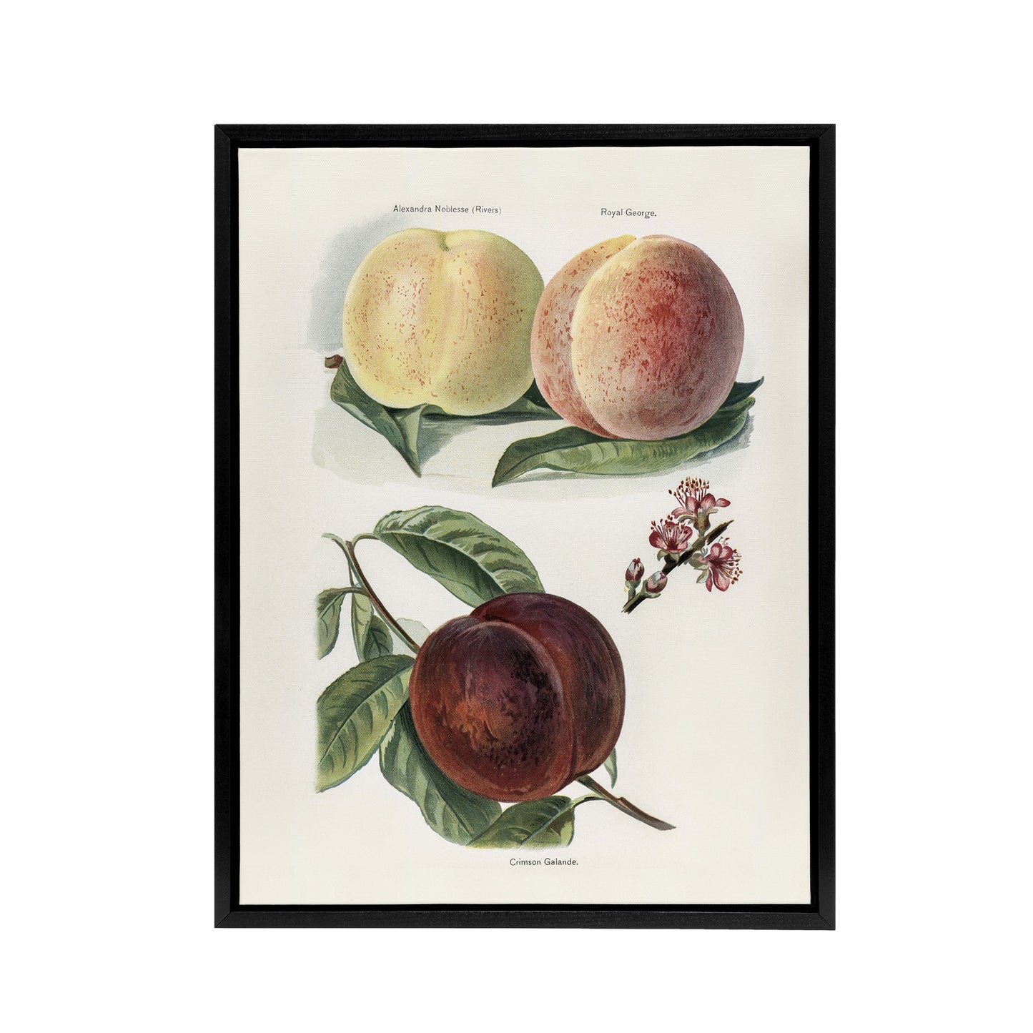 Vintage Illustration of Peach Varieties Wright Framed Canvas Wall Art Print