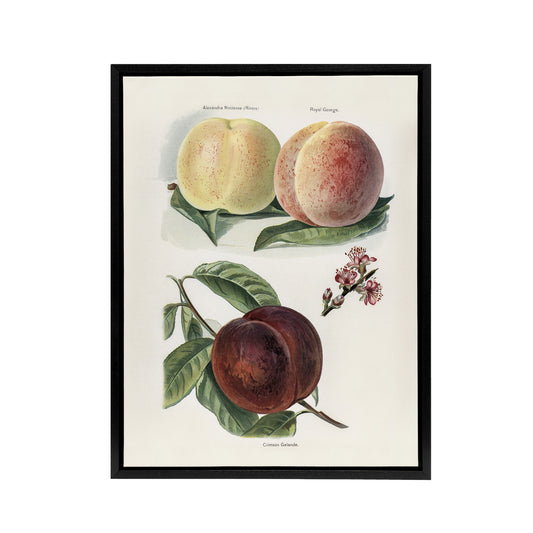 Vintage Illustration of Peach Varieties Wright Framed Canvas Wall Art Print