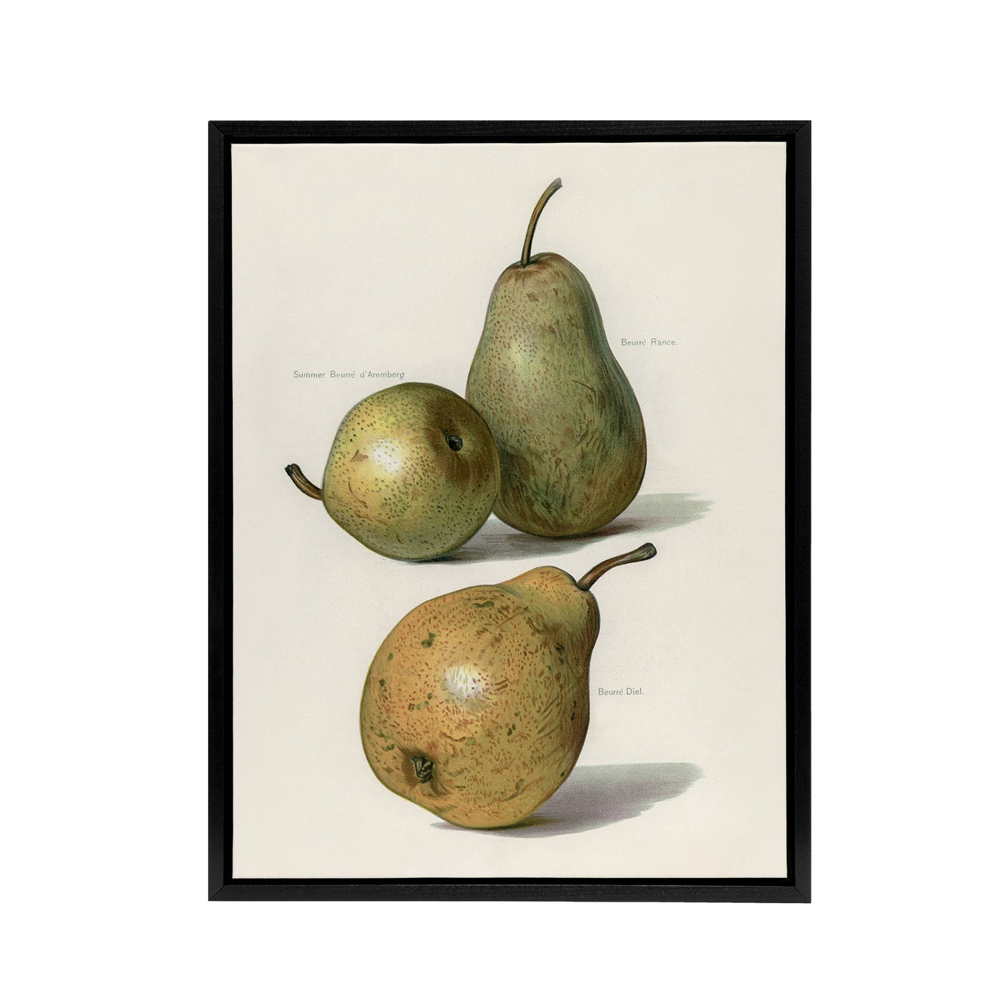 Vintage Illustration of Pear Varieties Wright Framed Canvas Wall Art Print