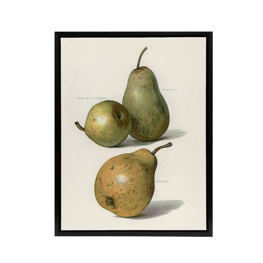 Vintage Illustration of Pear Varieties Wright Framed Canvas Wall Art Print