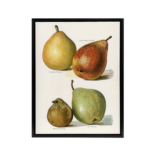 Four Pear Varieties Vintage Illustration Wright Framed Canvas Wall Art Print