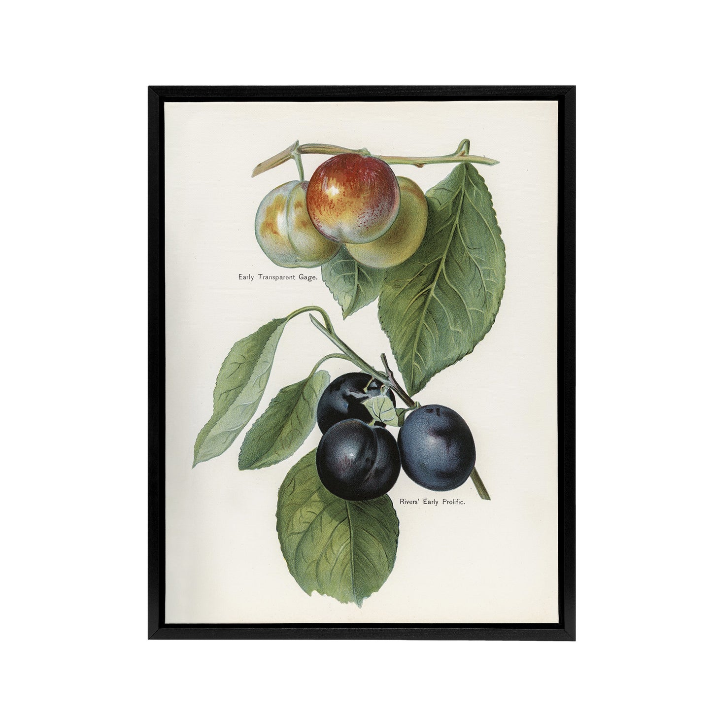 Vintage Illustration of Two Plum Varieties Wright Framed Canvas Wall Art Print