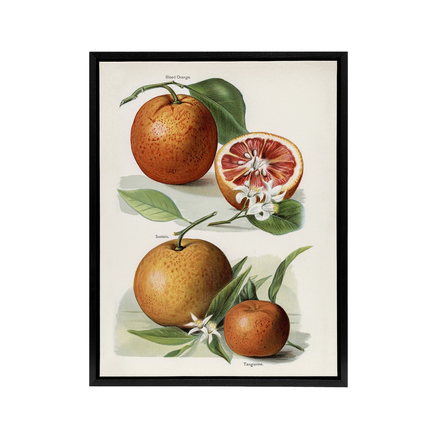 Vintage Artwork of Orange Citrus Fruits Wright Framed Canvas Wall Art Print