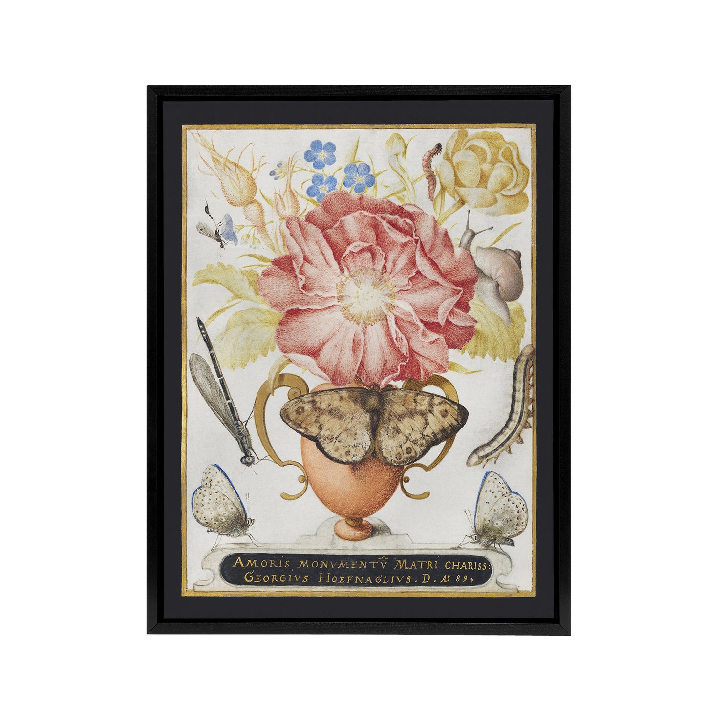 Flowers Snail Insects and Butterflies Hoefnagel Framed Canvas Wall Art Print