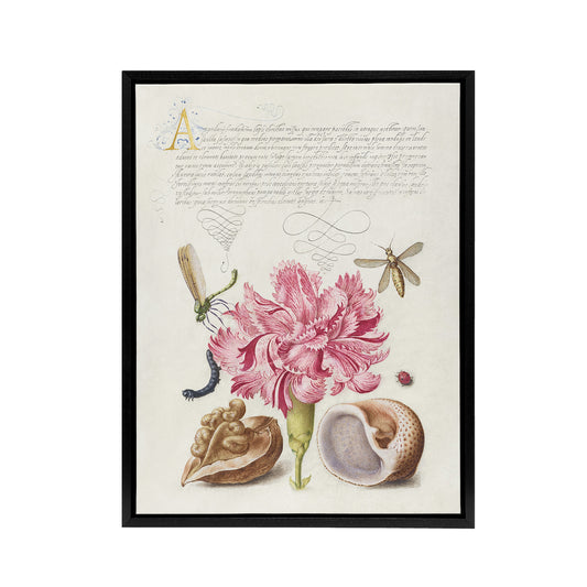 Carnation Walnut and Mollusk Calligraphy Framed Canvas Wall Art Print