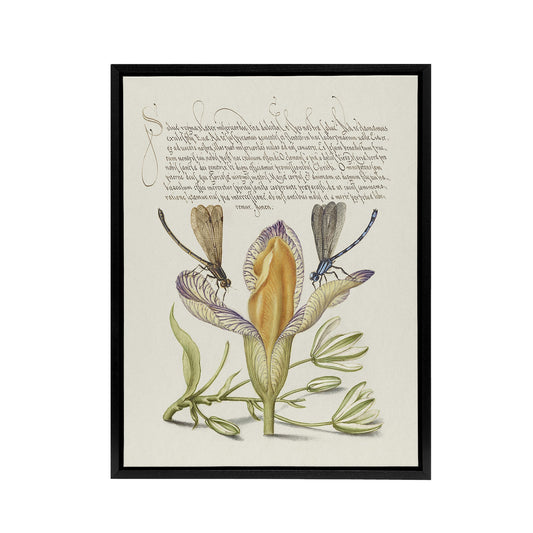 Damselflies on Spanish Iris Calligraphy Framed Canvas Wall Art Print