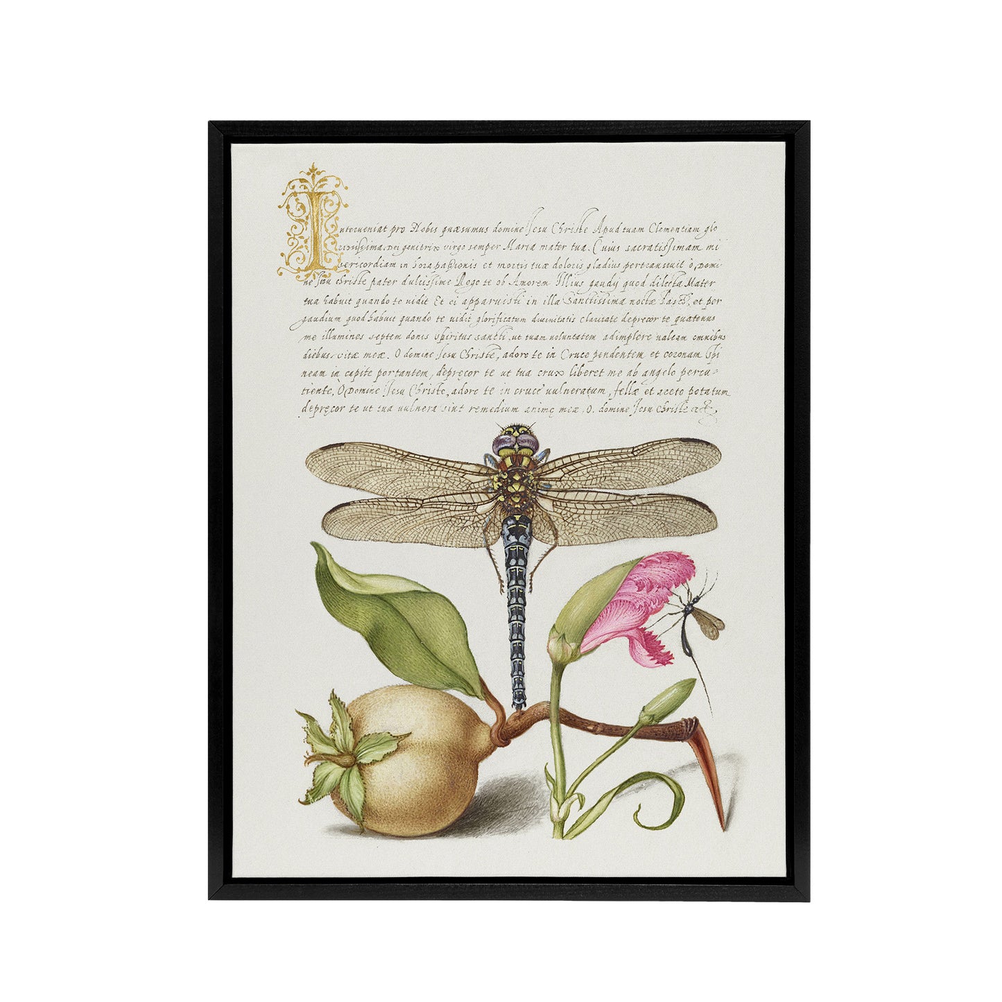 Dragonfly Pear and Carnation Calligraphy Framed Canvas Wall Art Print