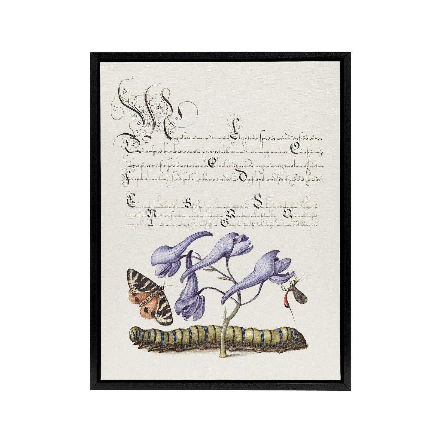 Butterfly Caterpillar and Flower Calligraphy Framed Canvas Wall Art Print