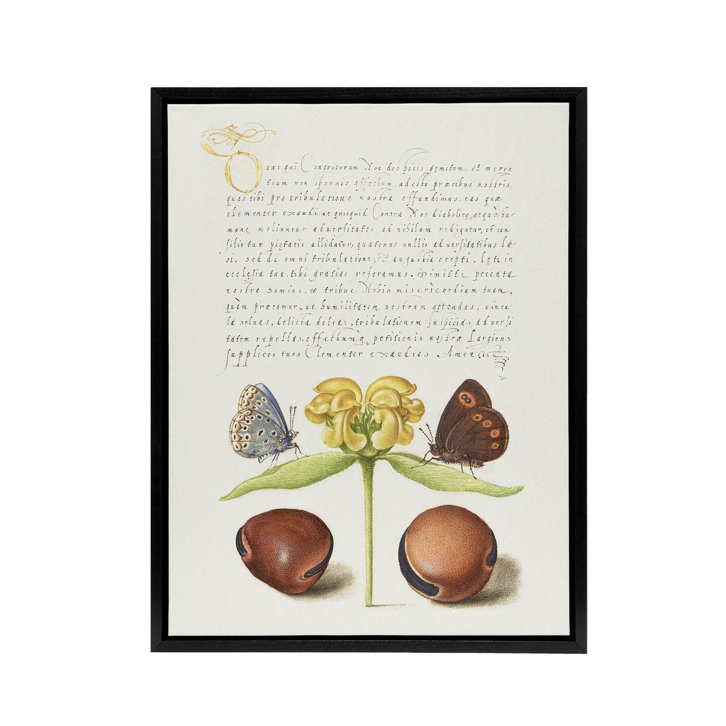 Moths Jerusalem Sage and Beans Calligraphy Framed Canvas Wall Art Print