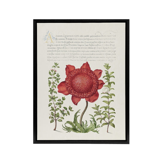 Poppy Anemone and Myrtle Calligraphy Framed Canvas Wall Art Print
