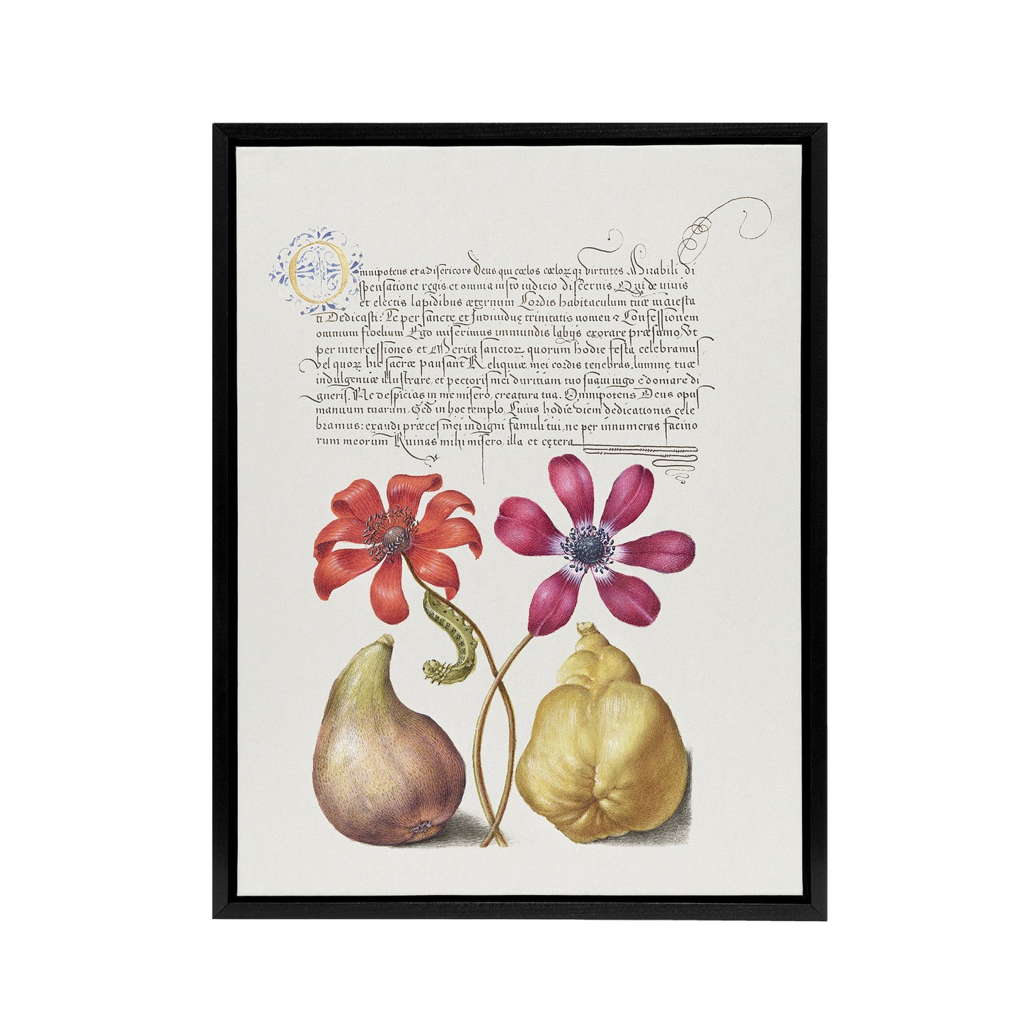 Poppy Anemone Fig and Quince Calligraphy Framed Canvas Wall Art Print