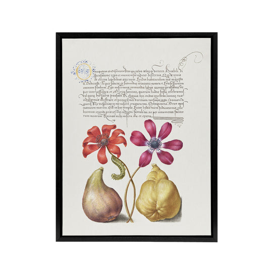 Poppy Anemone Fig and Quince Calligraphy Framed Canvas Wall Art Print