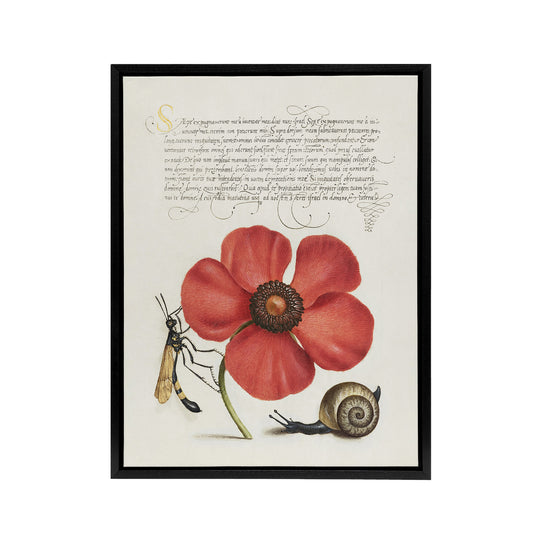 Poppy Snail and Crane Fly Calligraphy Framed Canvas Wall Art Print