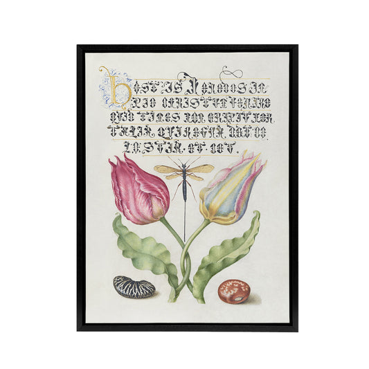 Tulip Ichneumon Wasp and Beans Calligraphy Framed Canvas Wall Art Print