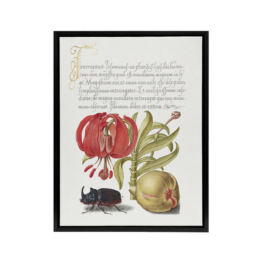 Turks Cap Lily Fig and Beetle Calligraphy Framed Canvas Wall Art Print