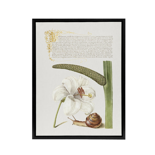 White Lily Snail and Sweet Flag Calligraphy Framed Canvas Wall Art Print
