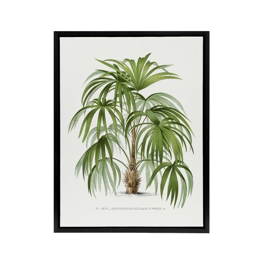 Acathophiza Aculeata Palm Tree Kerchove Framed Canvas Wall Art Print